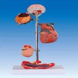 Effects Of Hypertension Models - Plastic Extrusion Mould, PVC Material, 150-160 cm Size