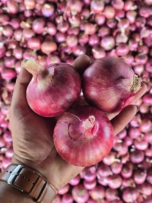 Summer Onion