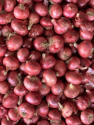 Garva Onion