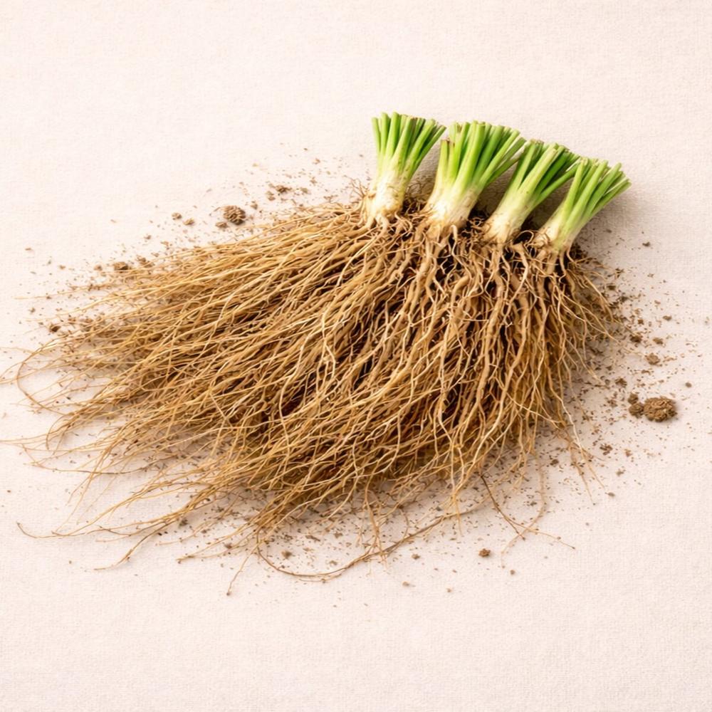 VETIVER HAITI