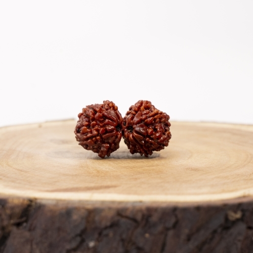 Gauri Sankar Rudraksha