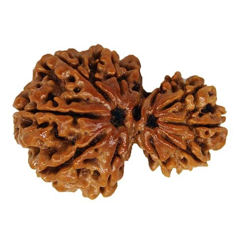 Spiritual Rudraksha