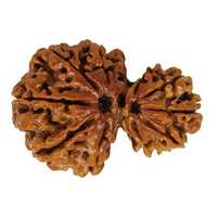 Garbh Gauri Rudraksha