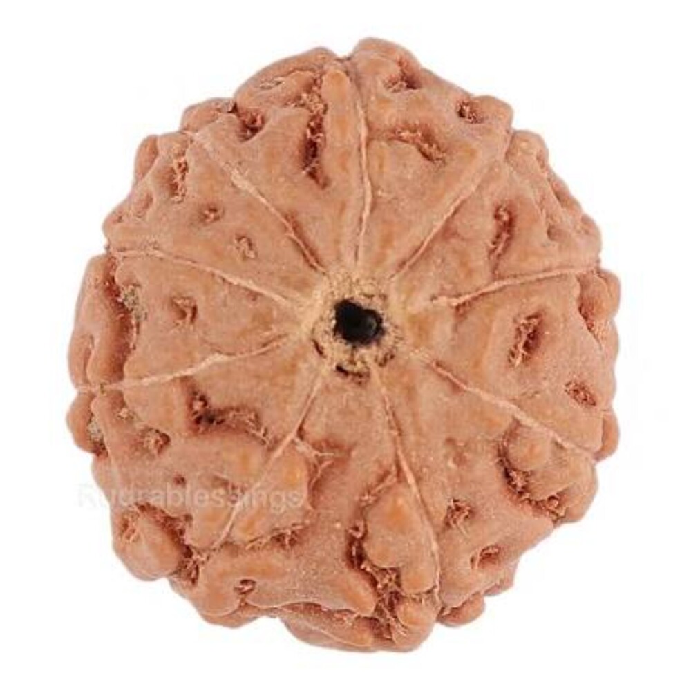 9 Mukhi Rudraksha Beads