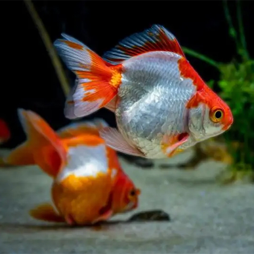 Oranda Fish