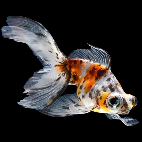 Fantail Goldfish - Capacity: Depends On Tank Size