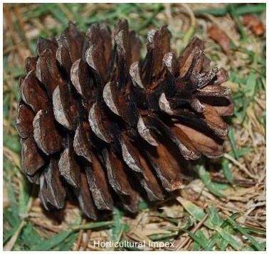 पाइनुस खसिया