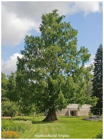 टैक्सोडियम म्यूक्रोनाटम