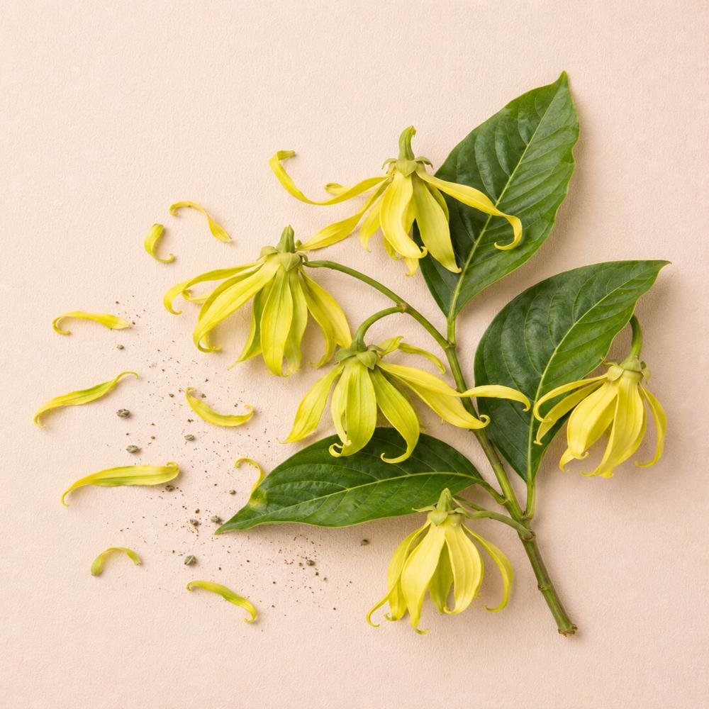 Ylang Ylang Complete