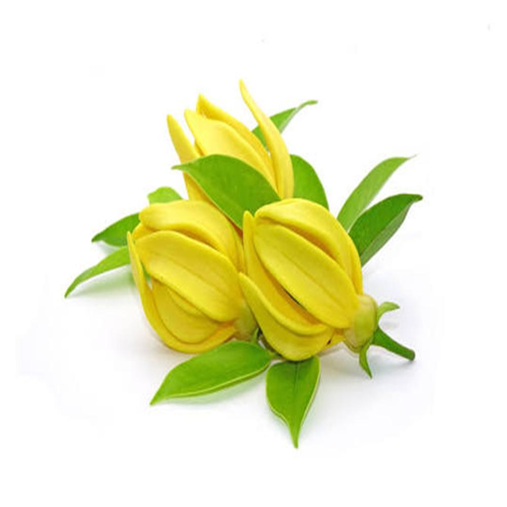 YLANG YLANG III