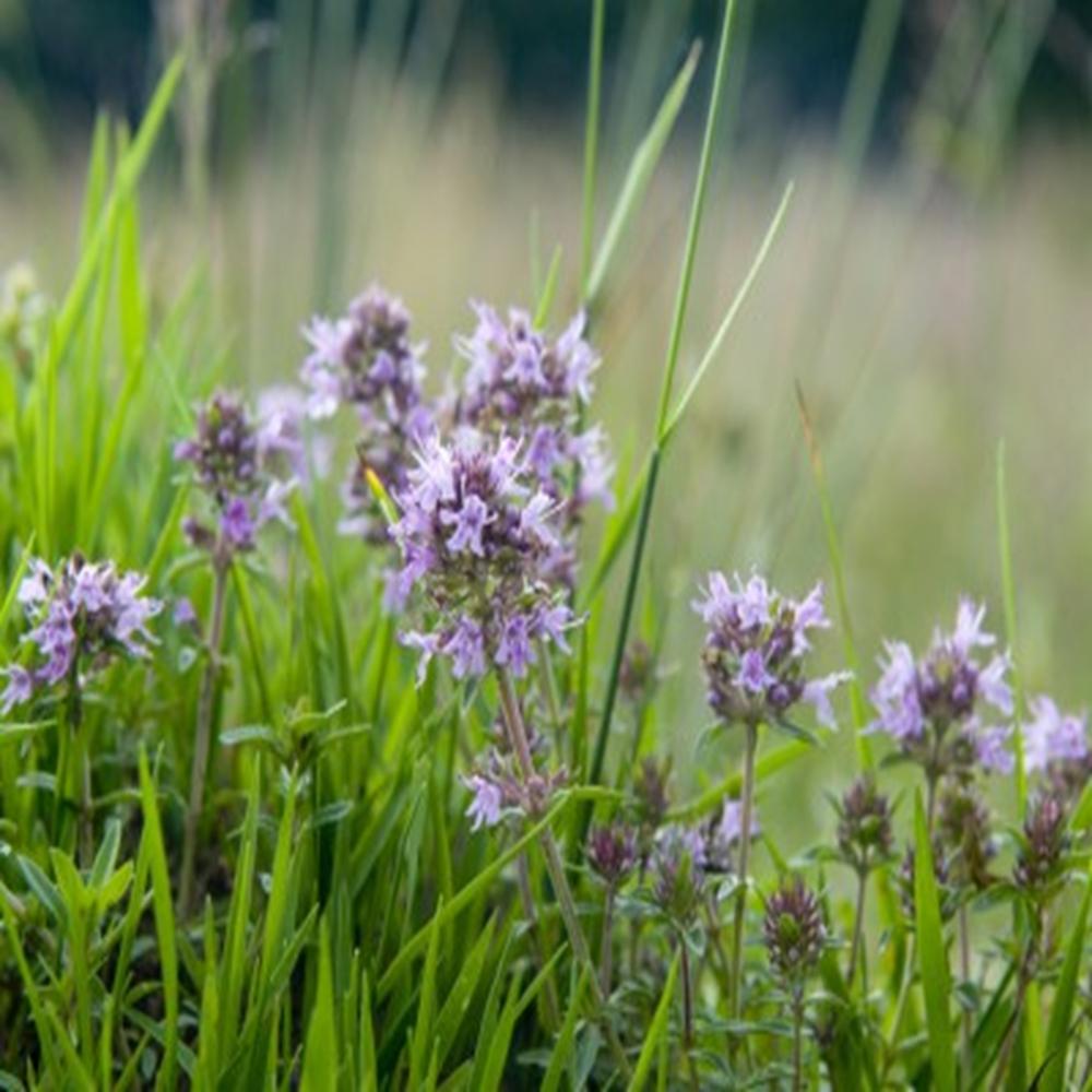 Thyme Red Essential Oil