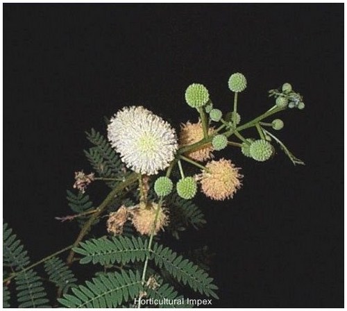 लेउकेना ल्यूकोसेफाला