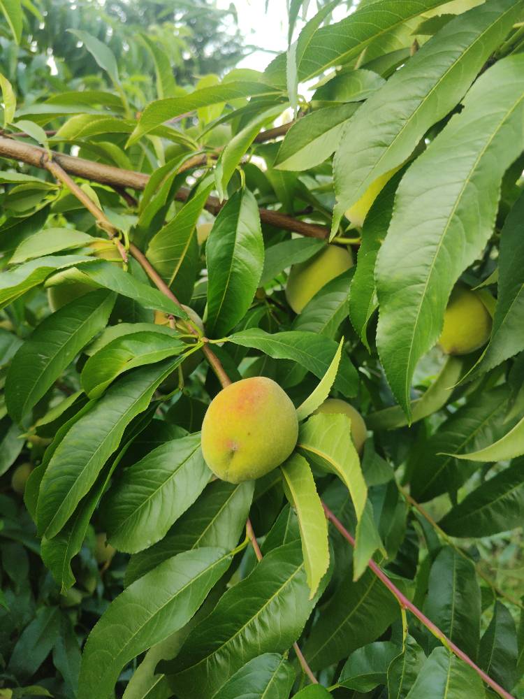 Kashmiri Peach Fresh and Pure