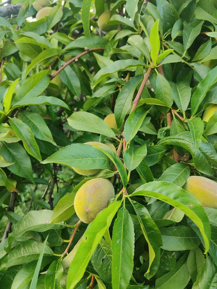 Kashmiri Peach Fresh and Pure