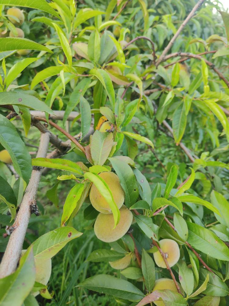 Kashmiri Peach Fresh and Pure