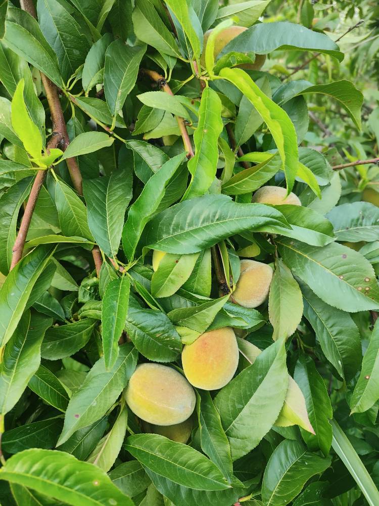 Kashmiri Peach Fresh and Pure