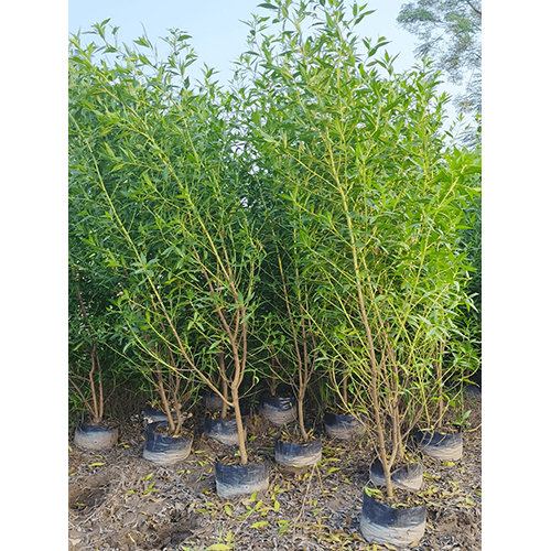 Conocarpus Plant - Breed: Natural