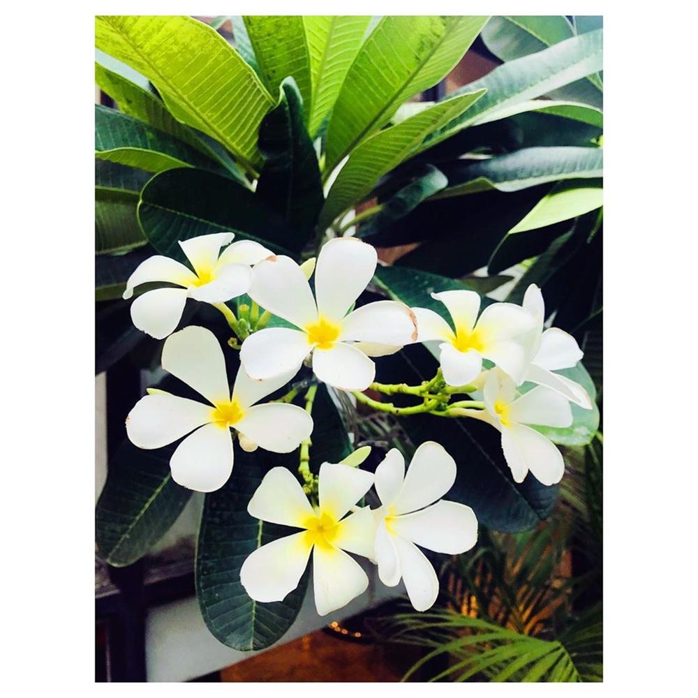 NAAG CHAMPA