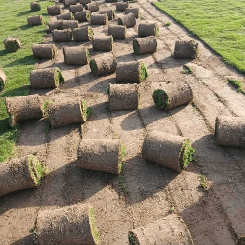Bermuda Grass - Breed: Malai