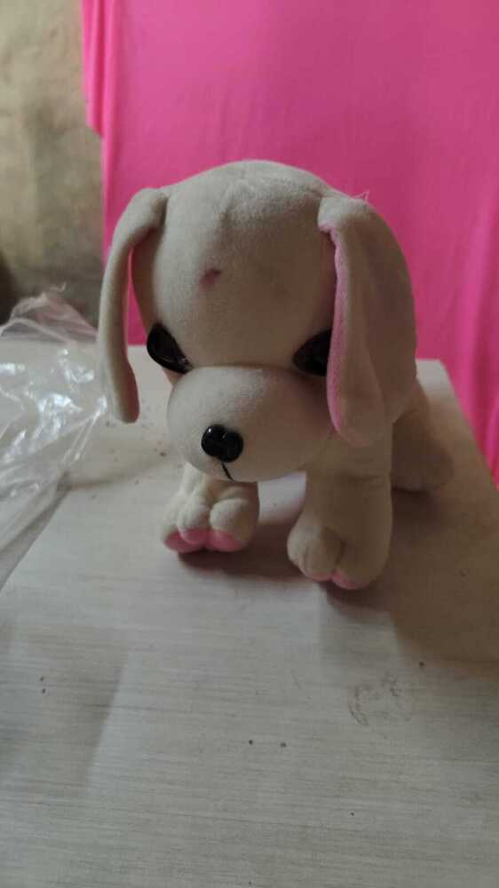 Cute Dog Teddy
