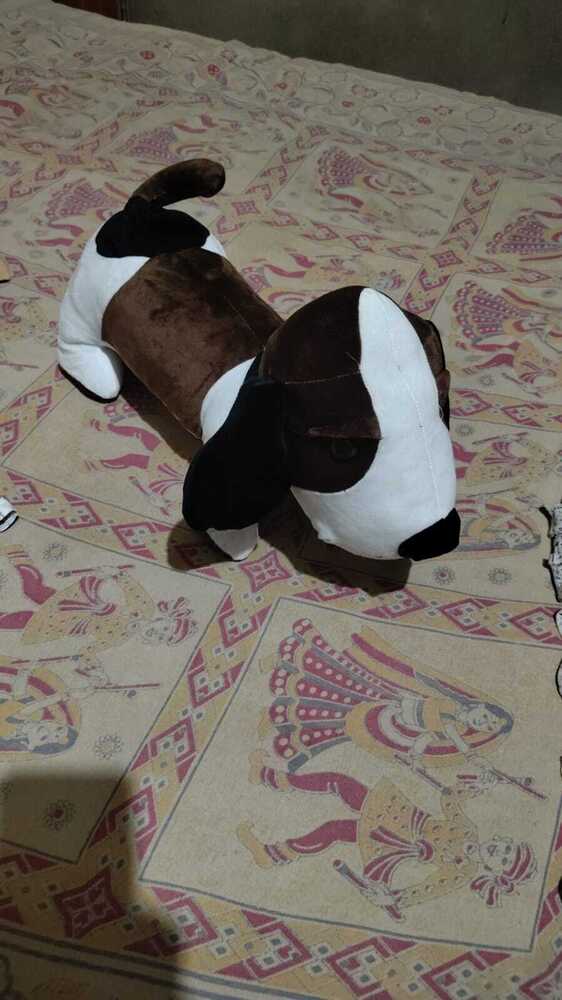 Dog Teddy