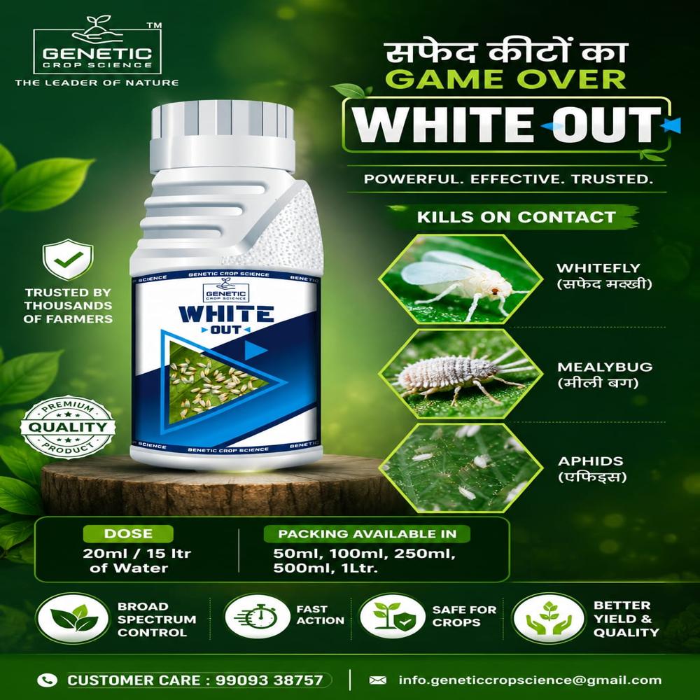 White Fly Control - Alkaloid & Fatty Acid Mixture, Biological Insecticide With 98-100% Purity For Agriculture