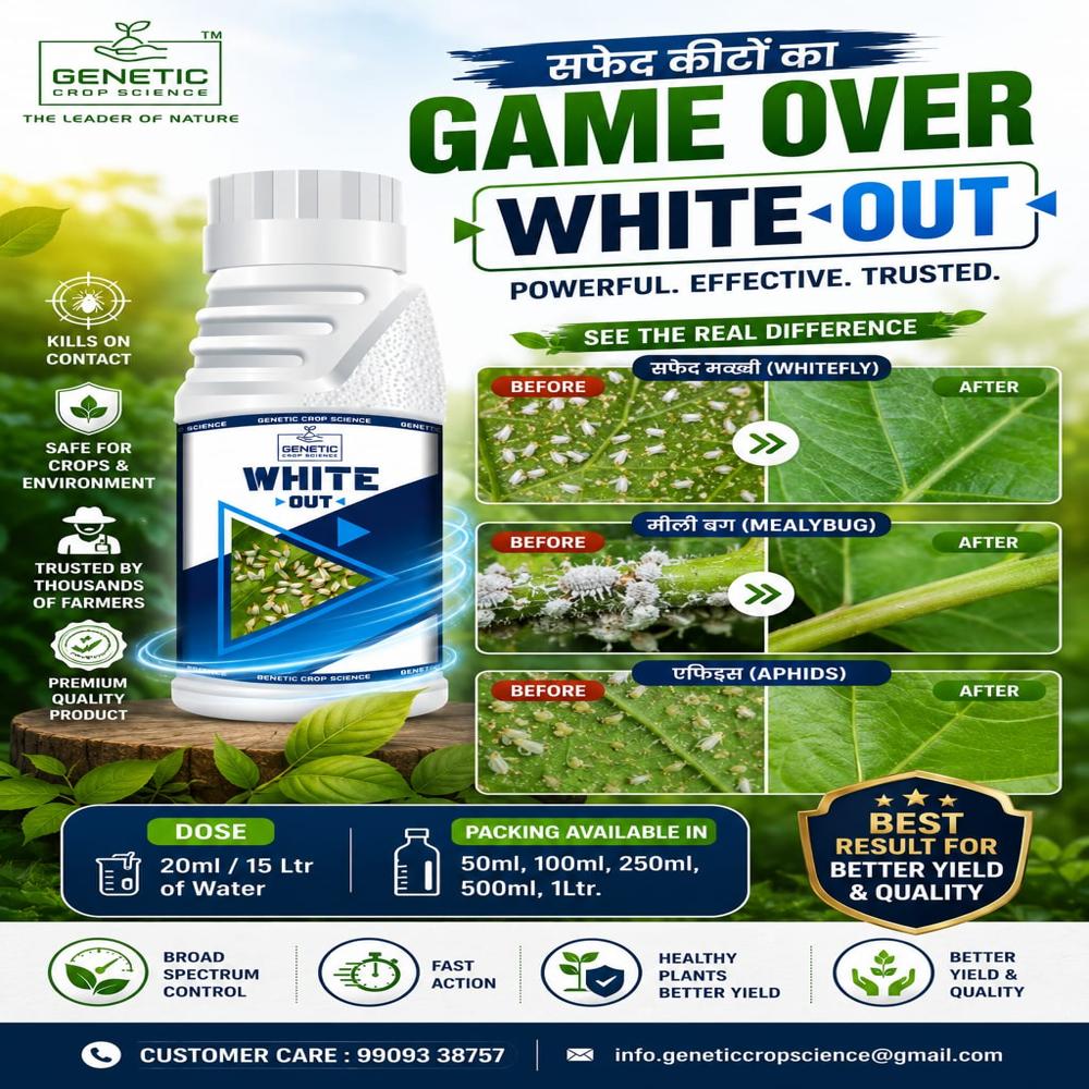 White Fly Control - Alkaloid & Fatty Acid Mixture, Biological Insecticide With 98-100% Purity For Agriculture