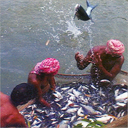 मछली पालन
