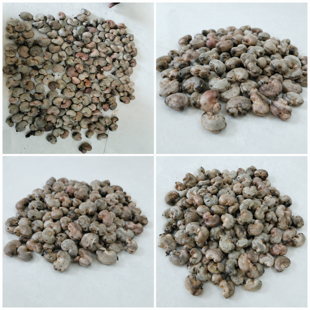 Ghana Raw Cashew Nuts