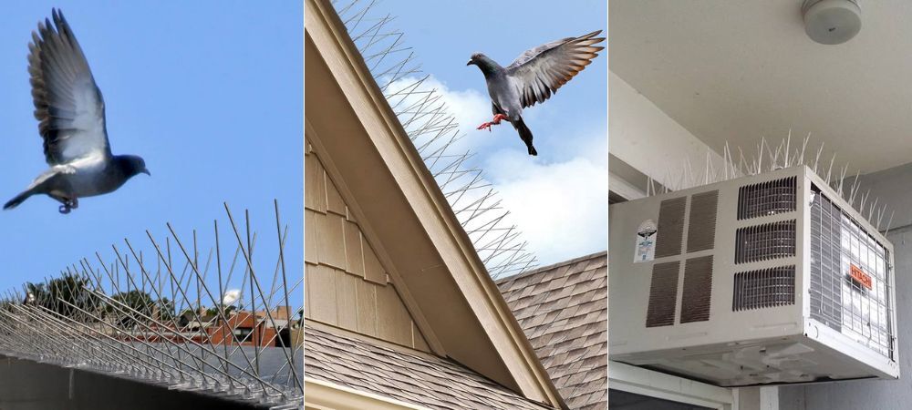 Bird Spikes
