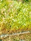 Eucalyptus & safeda plants
