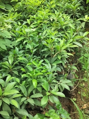 Chiku naseberry
, 
achras sapota
, 
sapodillo plum