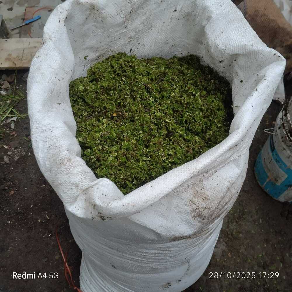 Azolla Seed