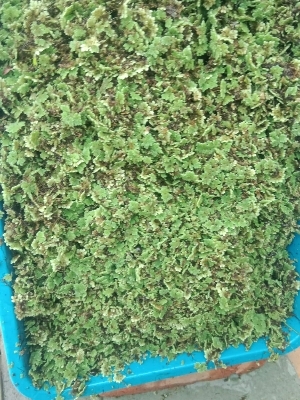 Azolla Seed - Color: Green