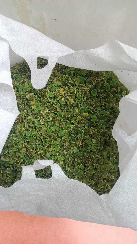 Azolla Seed