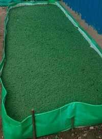 Azolla Bed