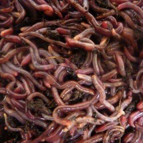 Live Earthworms For Composting