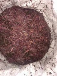 Live Earthworms For Composting - Cas No: N/a (Biological Organism
