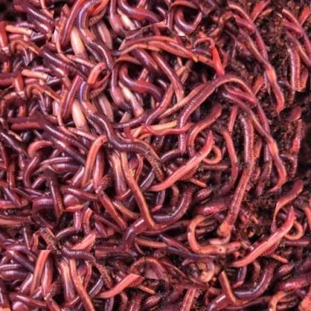 Eisinia Foetida Earthworms