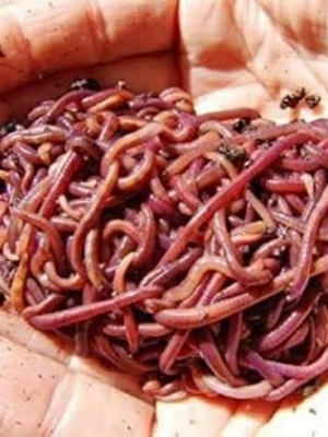 Eisinia Foetida Earthworms