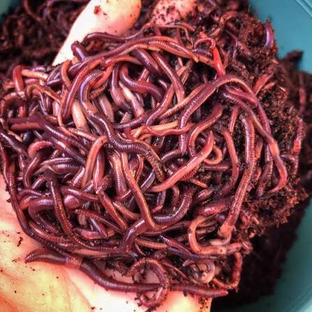 Eisinia Foetida Earthworms