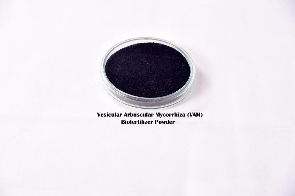 Vesicular Arbuscular Mycorrhiza Biofertilizer Powder