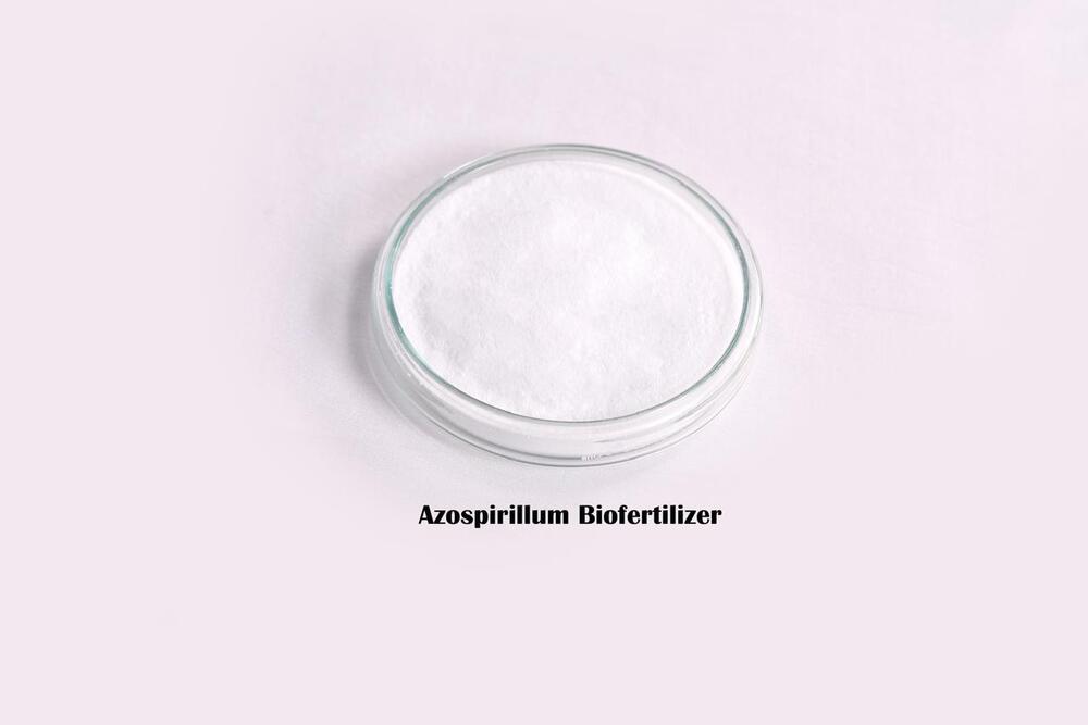 Azospirillum Biofertilizer