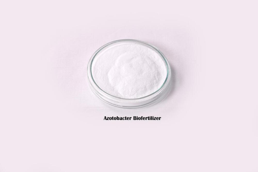 Azotobacter Biofertilizer