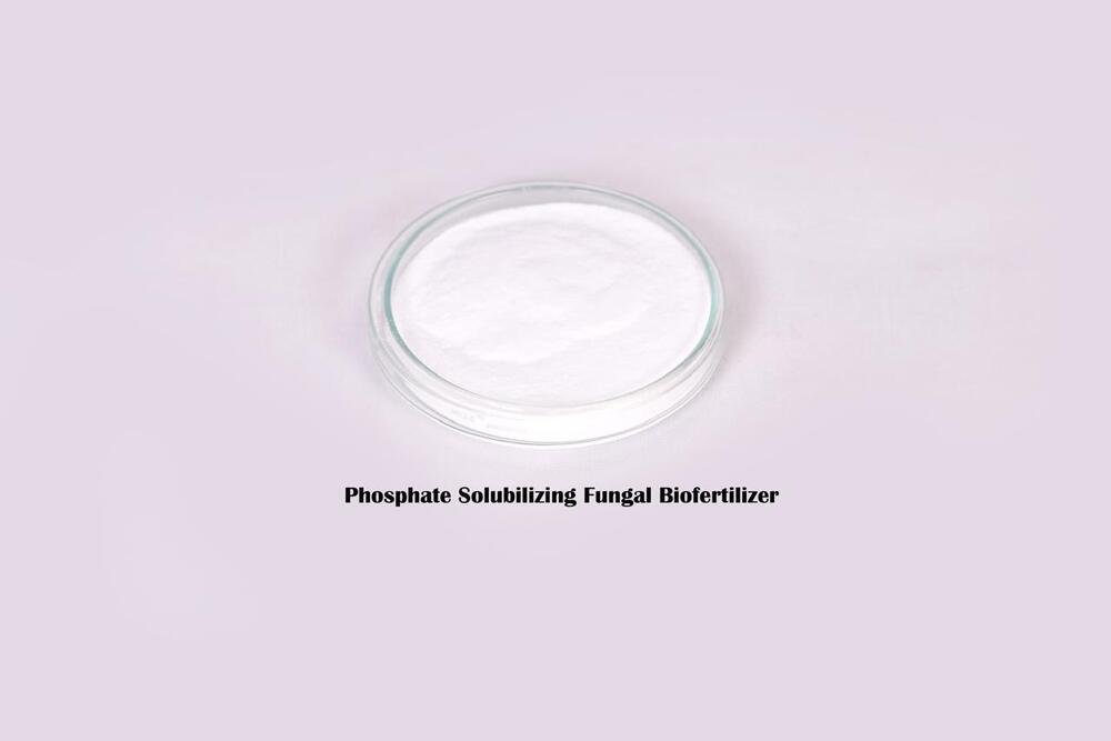 Phosphate Solubilizing Fungal Biofertilizer