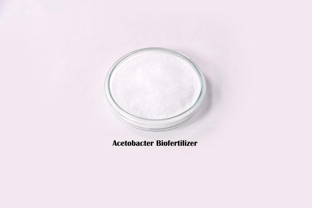 Acetobacter Biofertilizer
