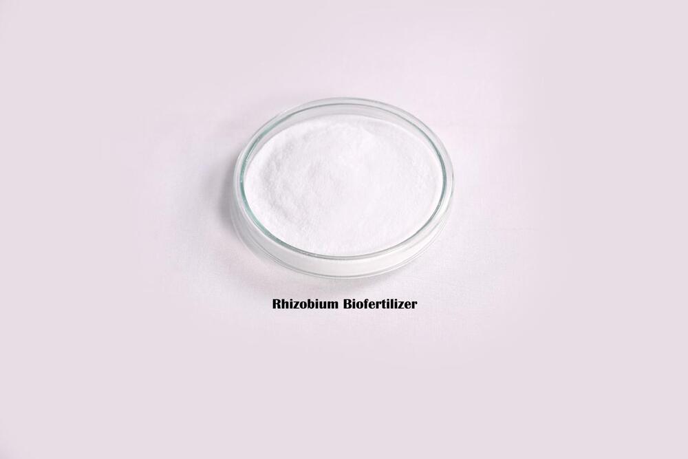 Rhizobium Biofertilizer