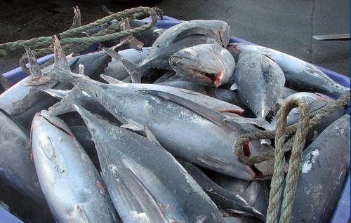Fresh Fish
