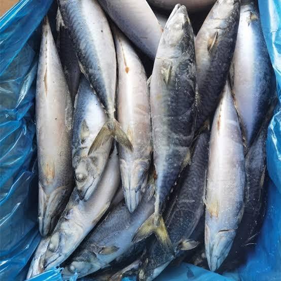 Fish Meal