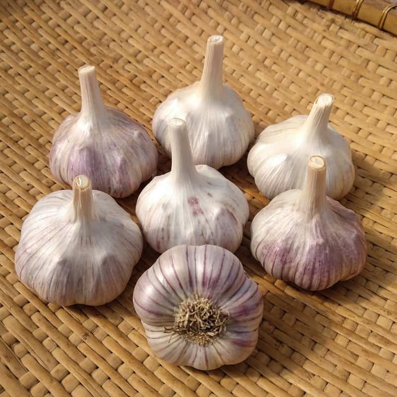 Fresh Garlic